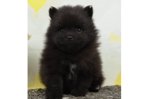 成約済の千葉県のポメラニアン-222814の4枚目